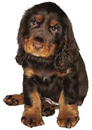 Ruby the Field Spaniel